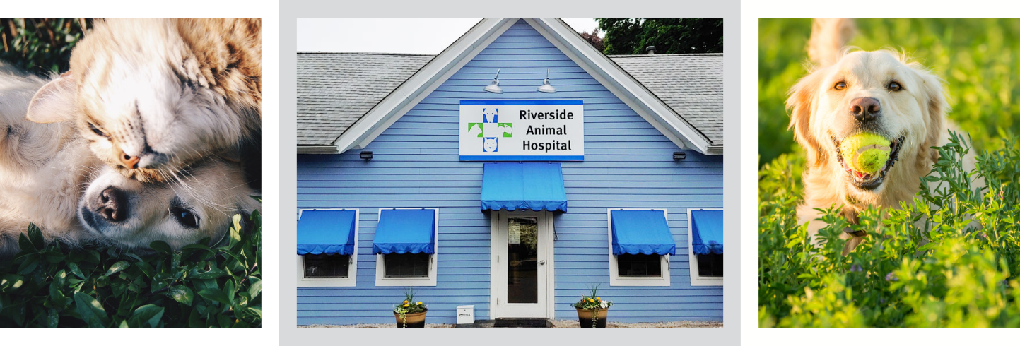 Riverside veterinary hospital