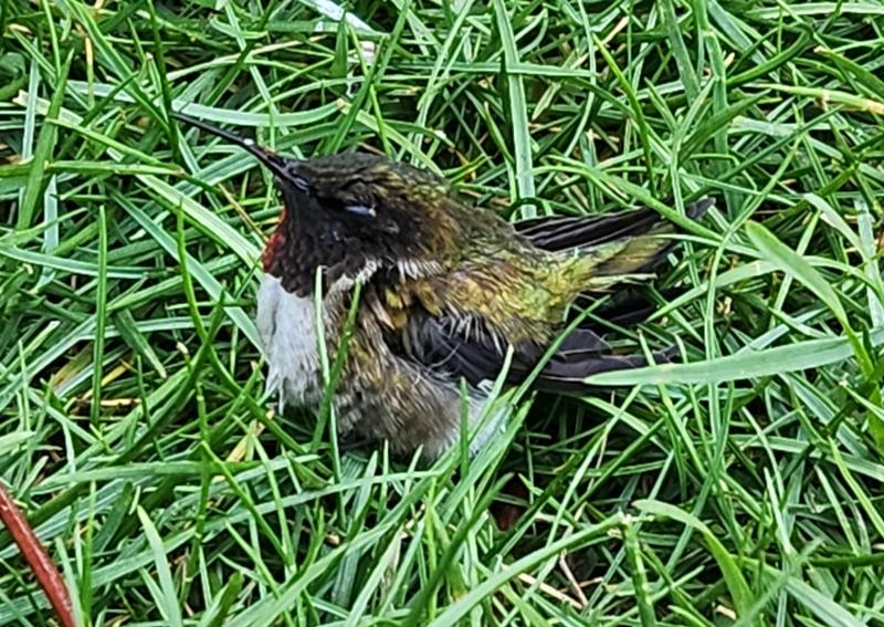 Carousel Slide 13: Everyone loves hummingbirds but no we dont treat birds.....just chickens and ducks.