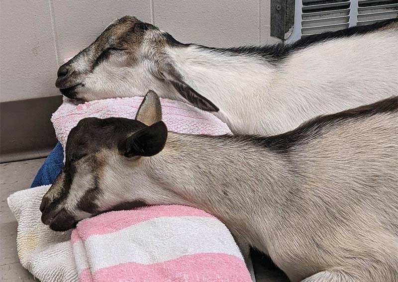 Goat Veterinary Care, Riverside