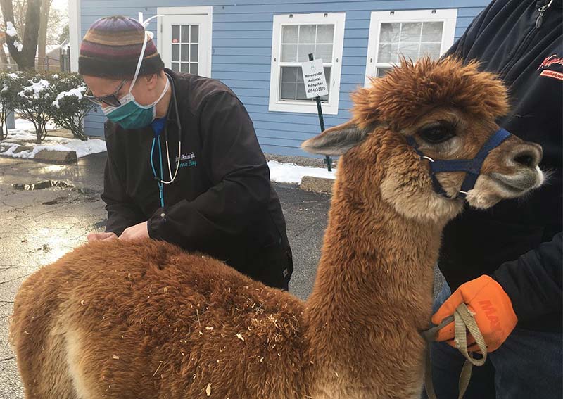 Llama Veterinary Care, Riverside
