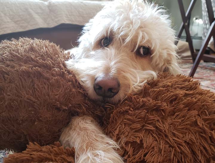 Pet Behavior Counseling
