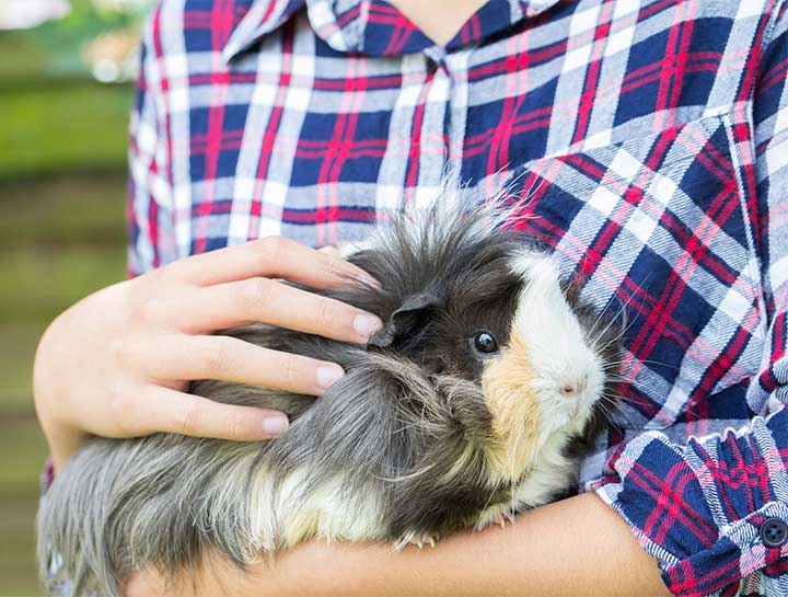 Riverside Small Animal Veterinarian